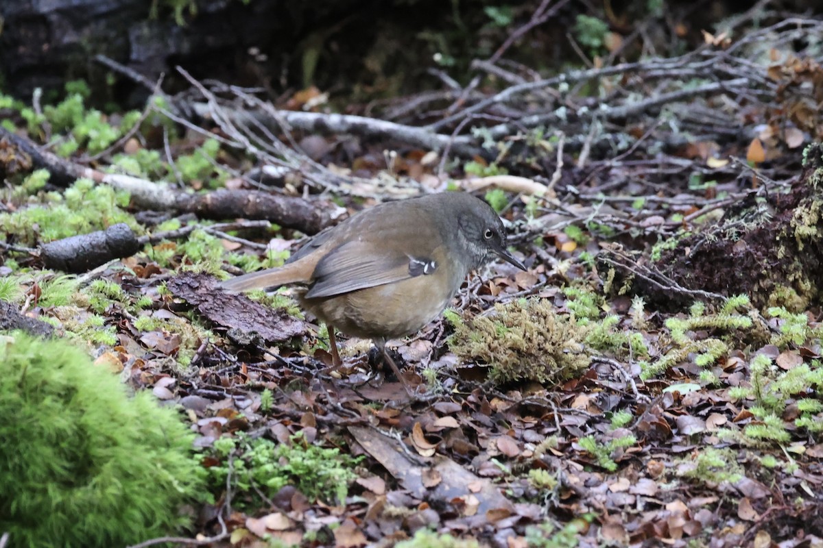 Tasmanian Scrubwren - ML637739079