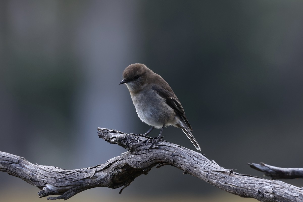 Dusky Robin - ML637739082