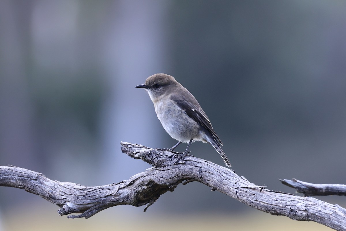 Dusky Robin - ML637739083