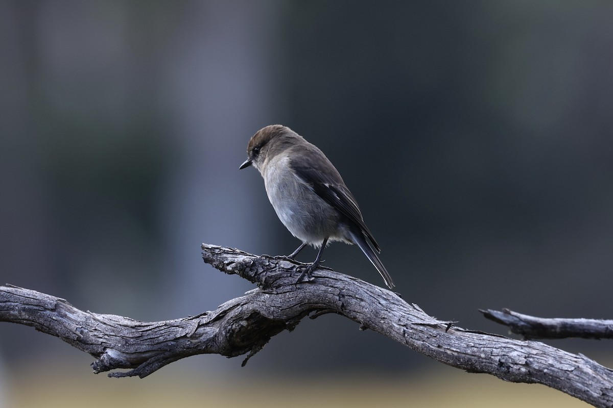Dusky Robin - ML637739084