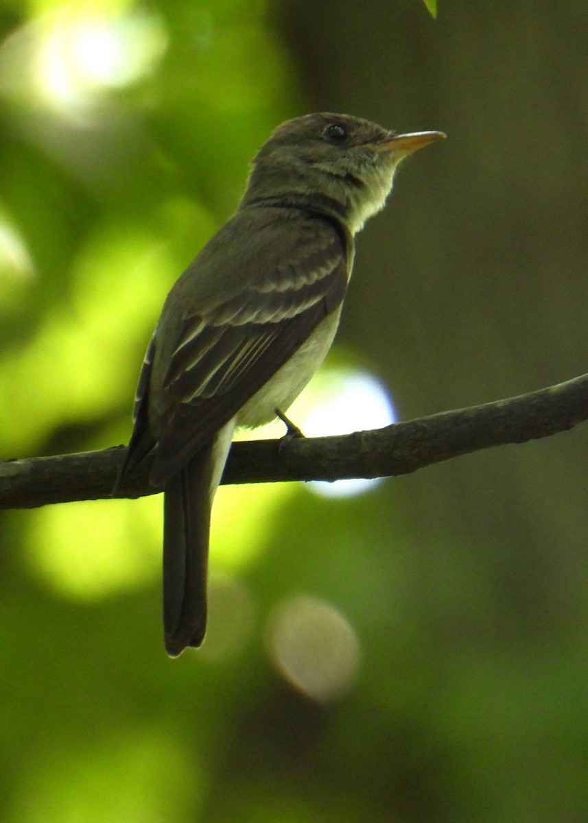 Acadian Flycatcher - ML637739112