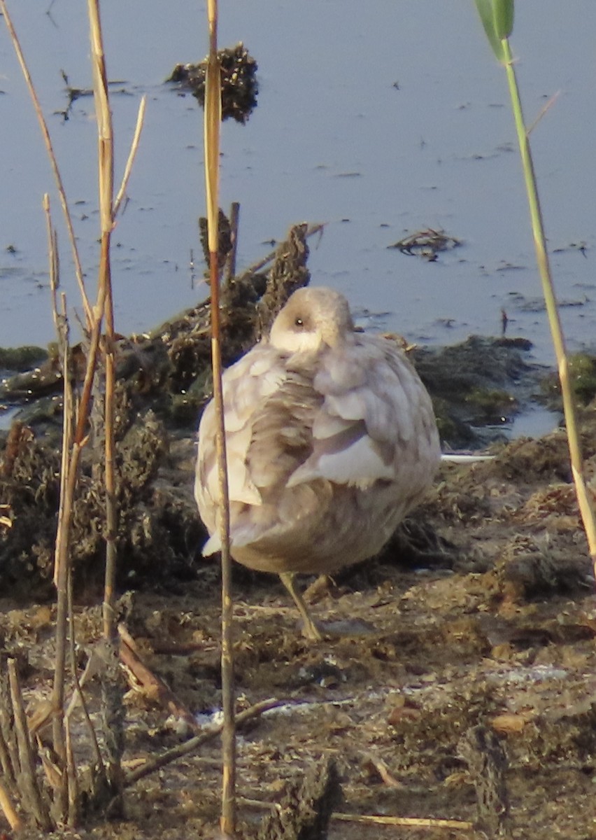 Marbled Duck - ML637739136