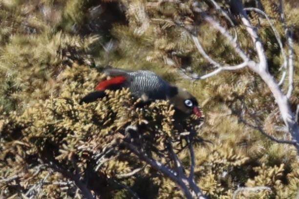 Beautiful Firetail - ML637739156