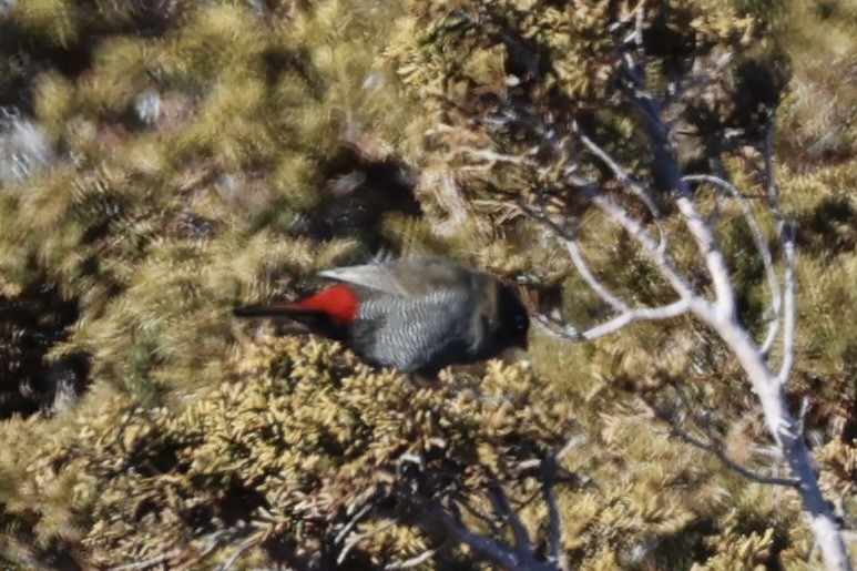 Beautiful Firetail - ML637739157
