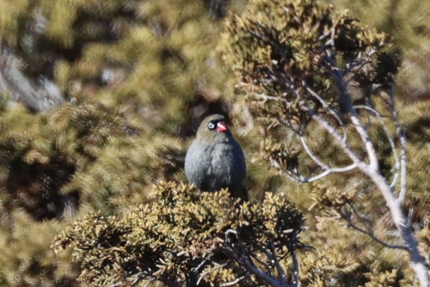 Beautiful Firetail - ML637739160