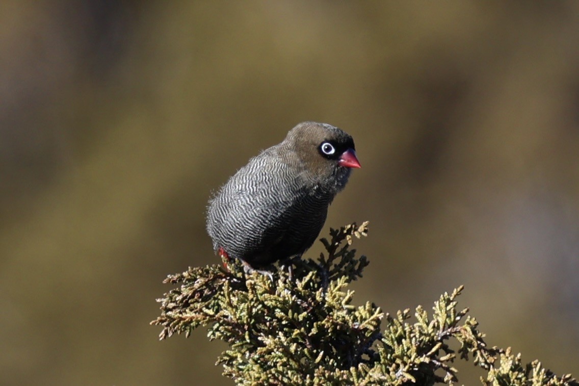 Beautiful Firetail - ML637739161