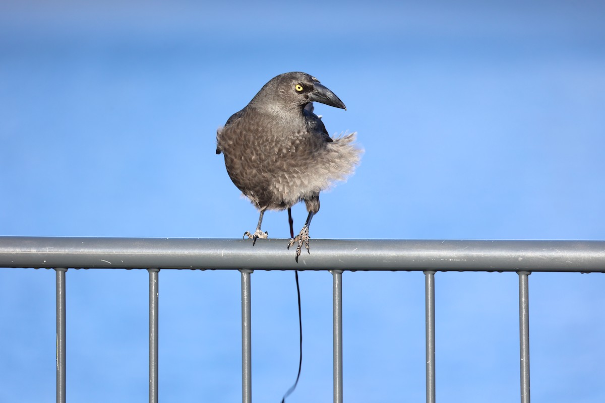 Black Currawong - ML637739178