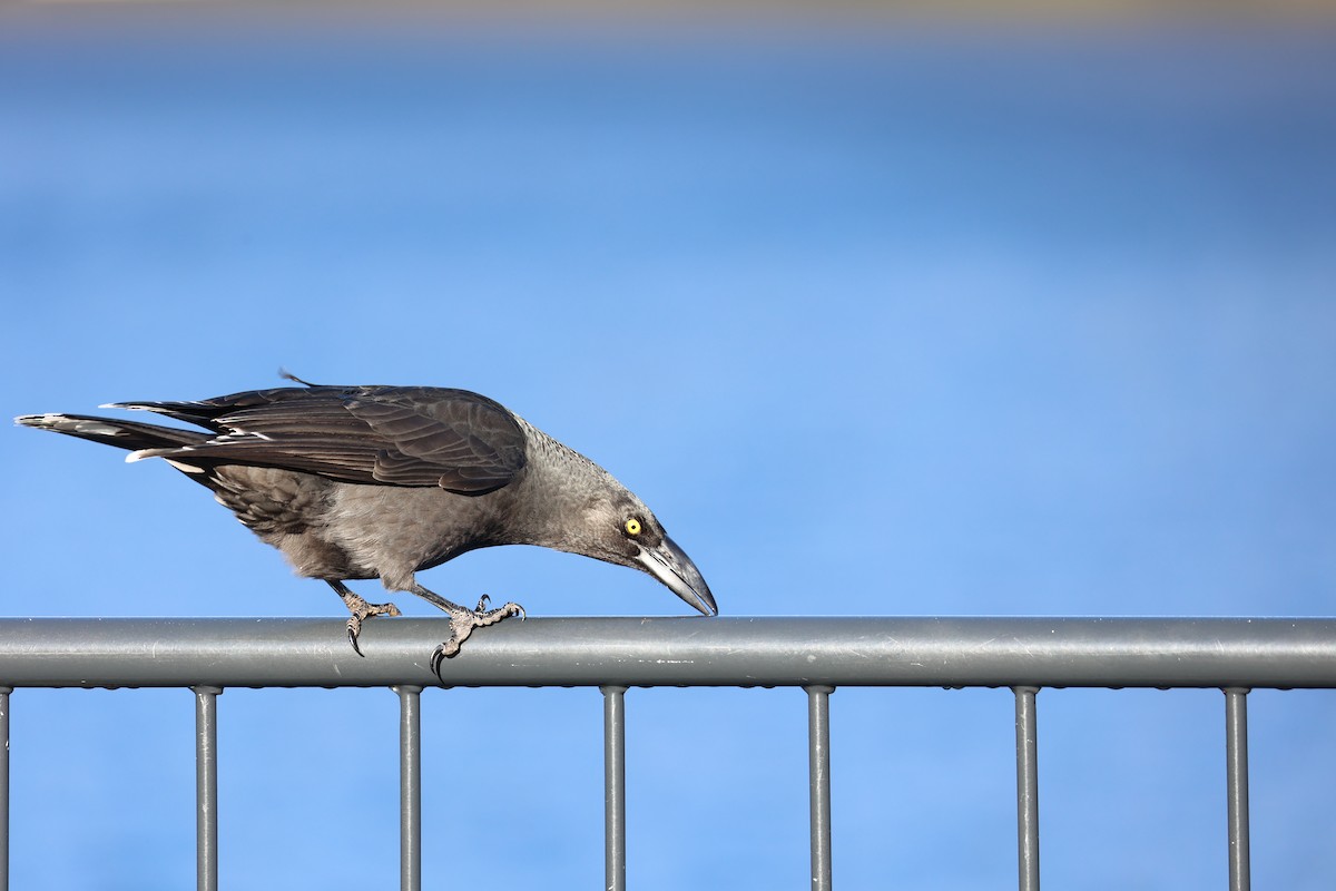 Black Currawong - ML637739179