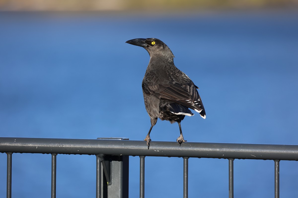 Black Currawong - ML637739180