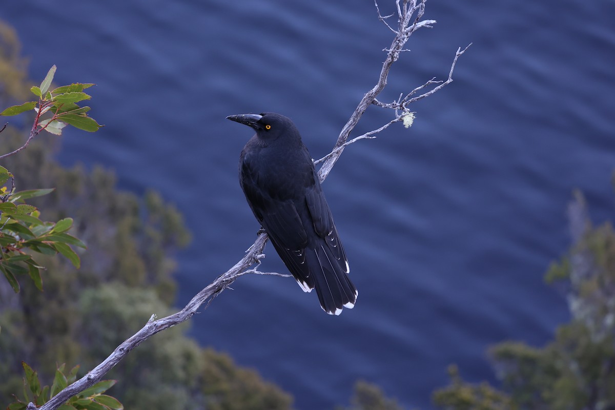 Black Currawong - ML637739181