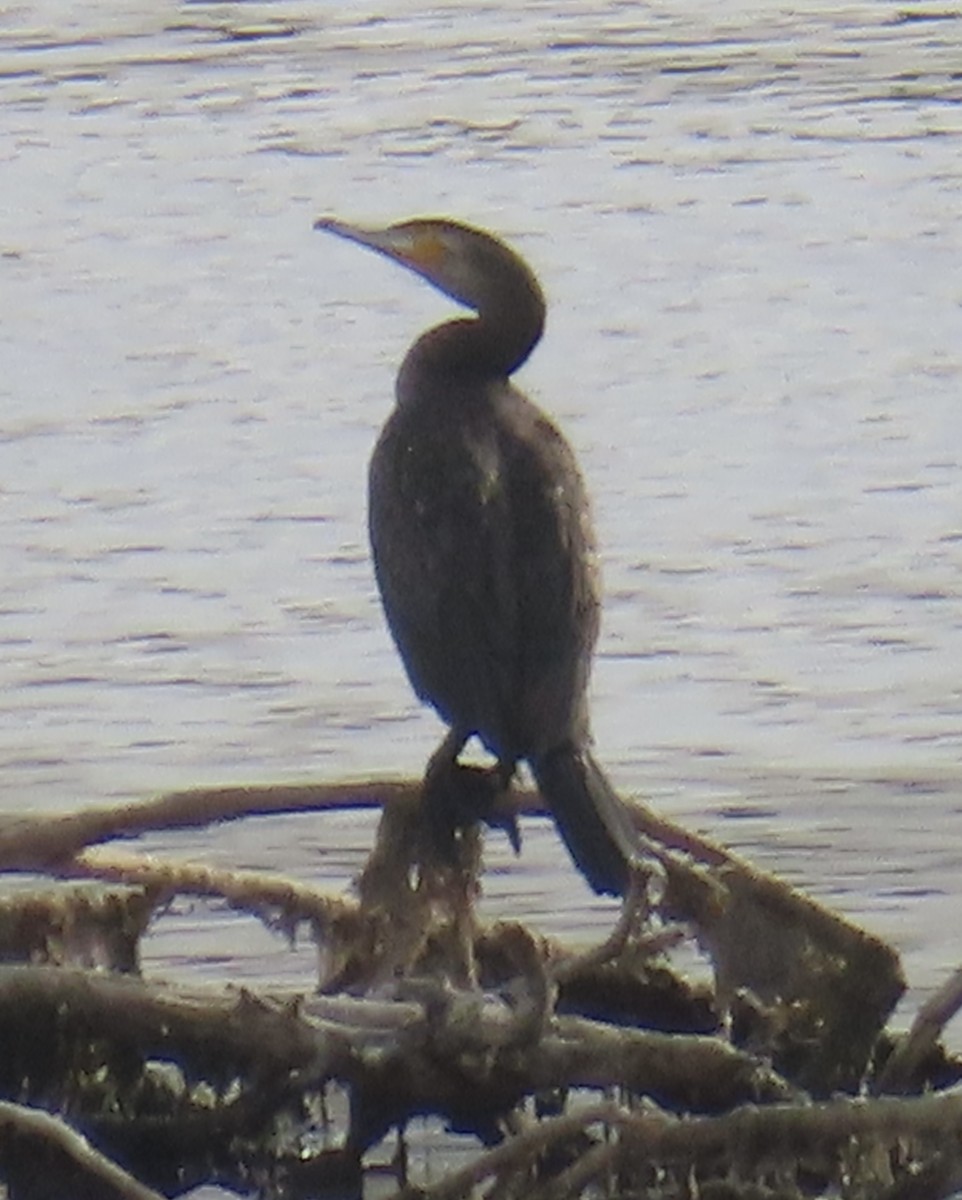 Great Cormorant - ML637739232