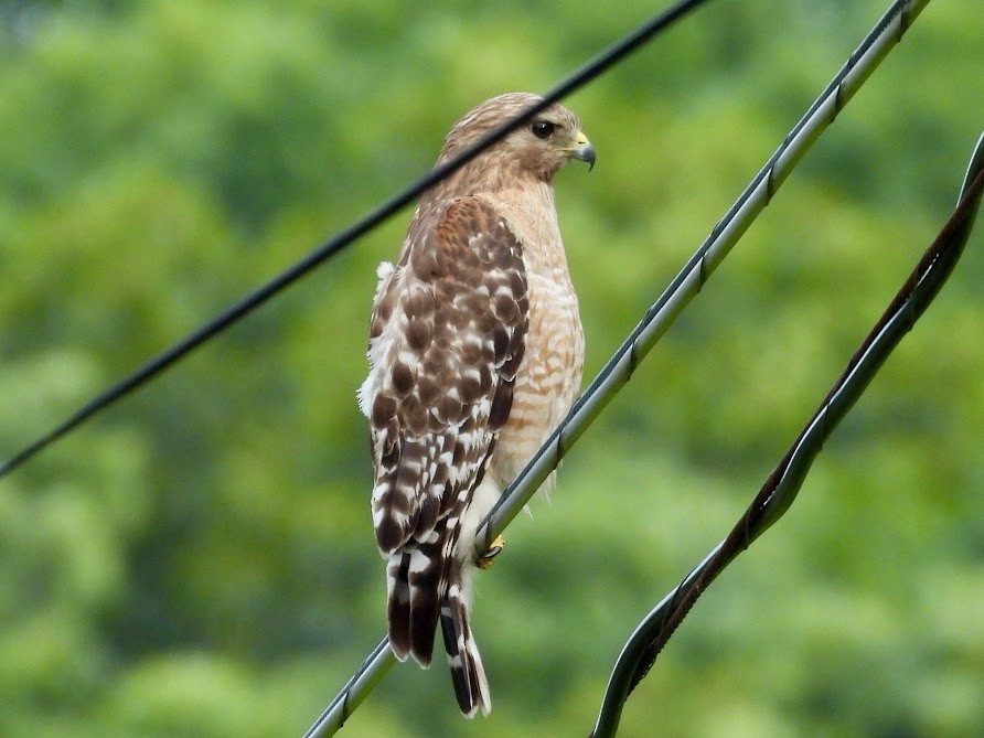 Red-shouldered Hawk - ML637739236