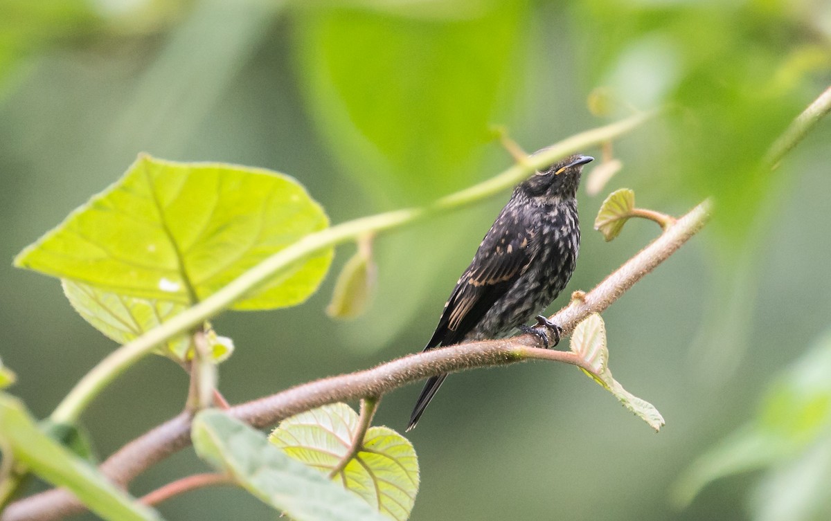 Dark-sided Flycatcher - ML637739242