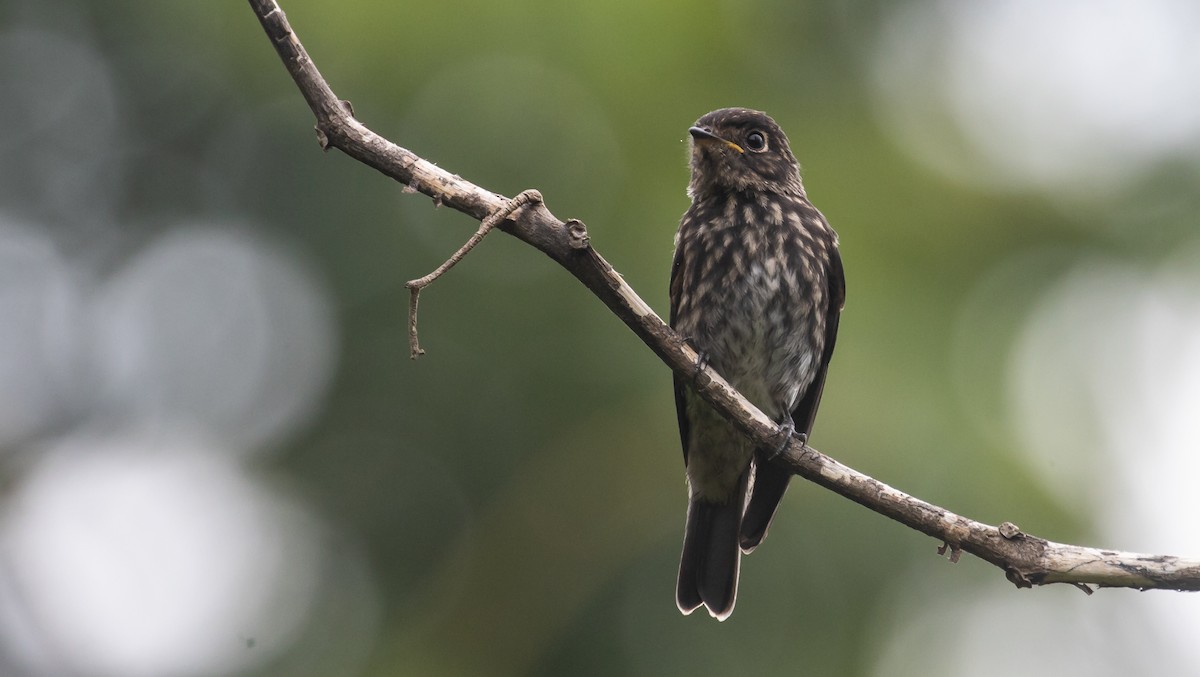 Dark-sided Flycatcher - ML637739243