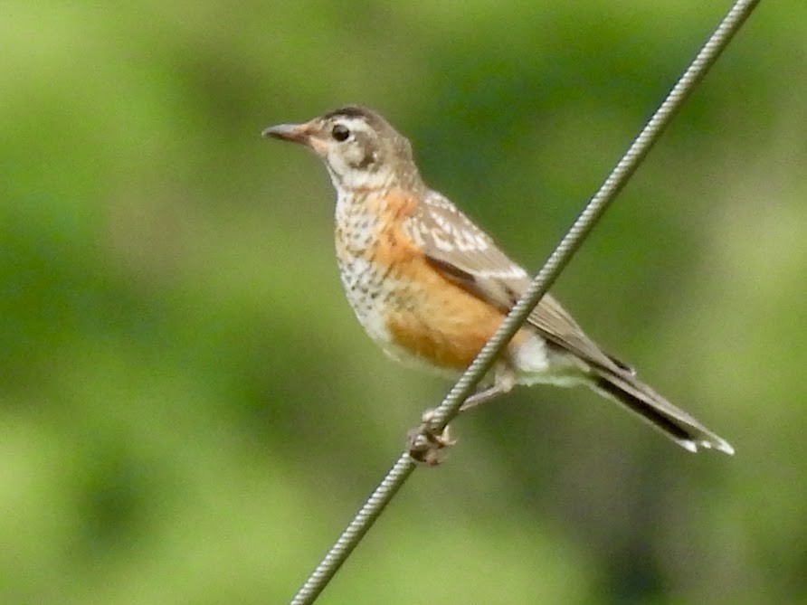 American Robin - ML637739273