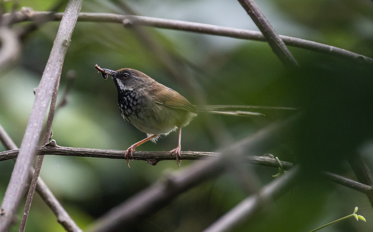 Rufous-crowned Prinia - ML637739306