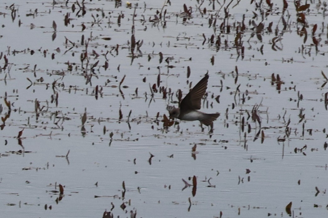 Pale Martin - ML637739347