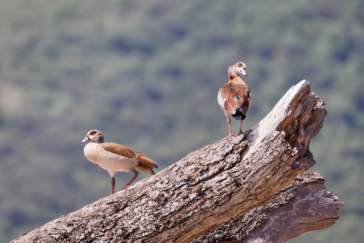 Nilgans - ML637739348