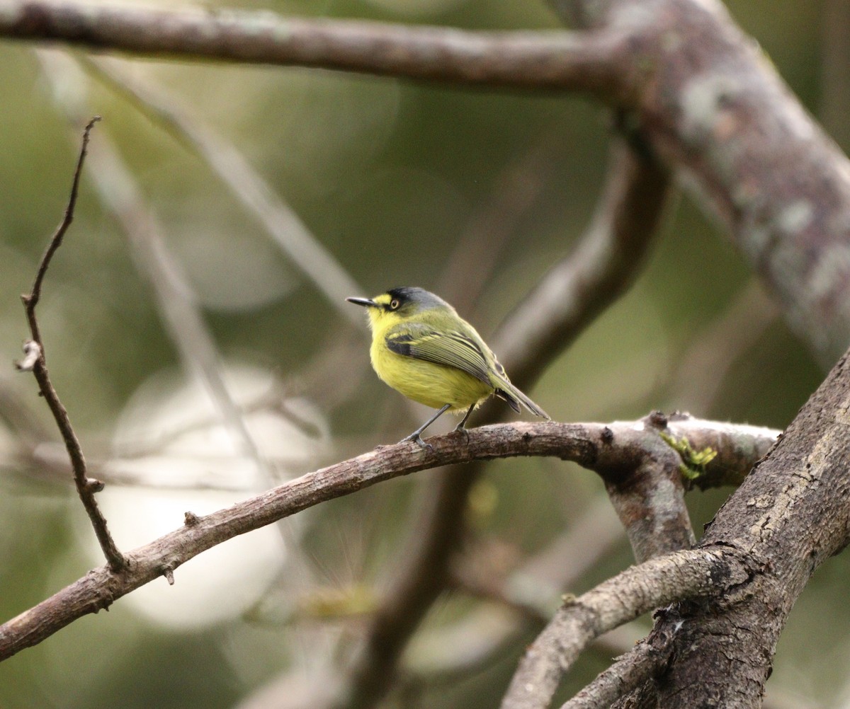 Gray-headed Tody-Flycatcher - ML637739411