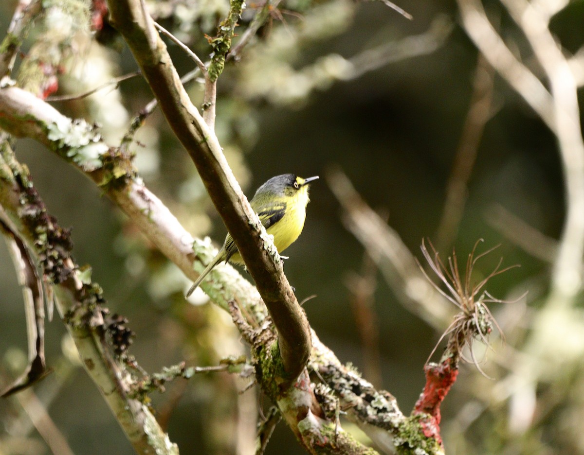 Gray-headed Tody-Flycatcher - ML637739412