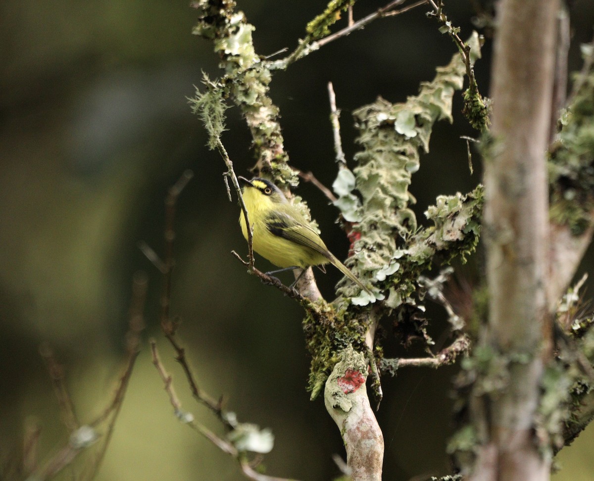 Gray-headed Tody-Flycatcher - ML637739413