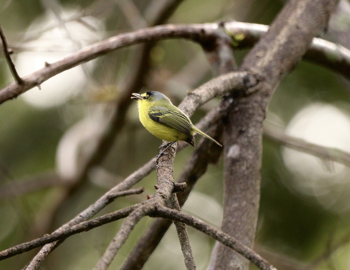 Gray-headed Tody-Flycatcher - ML637739414