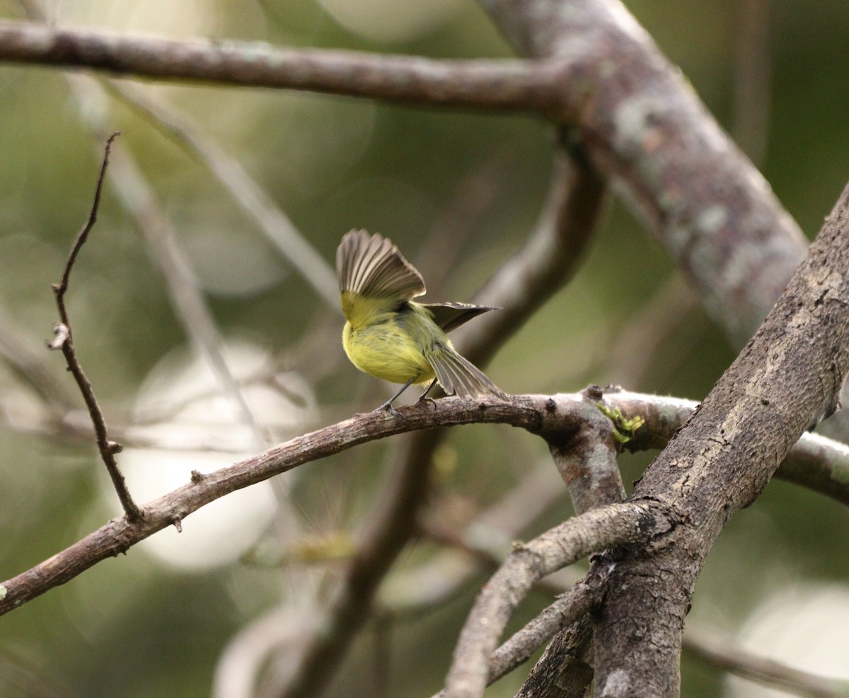 Gray-headed Tody-Flycatcher - ML637739415