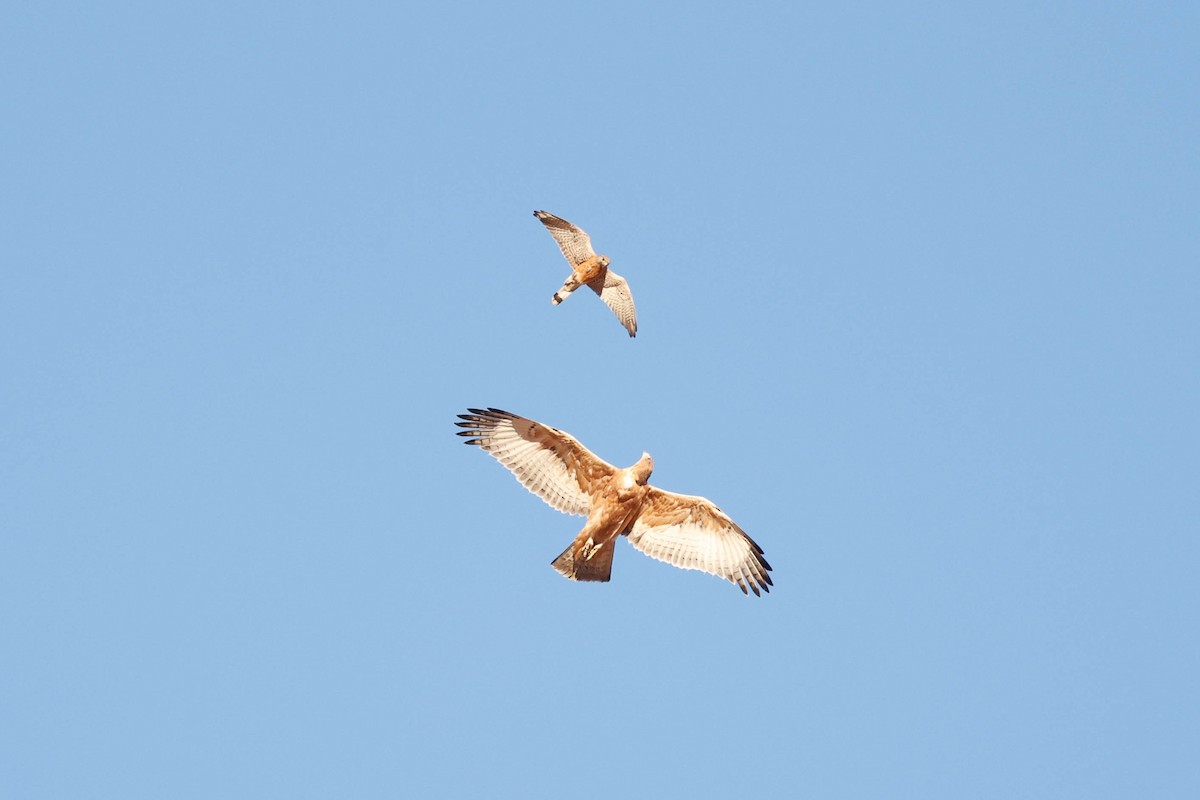 Rock Kestrel - ML637739424