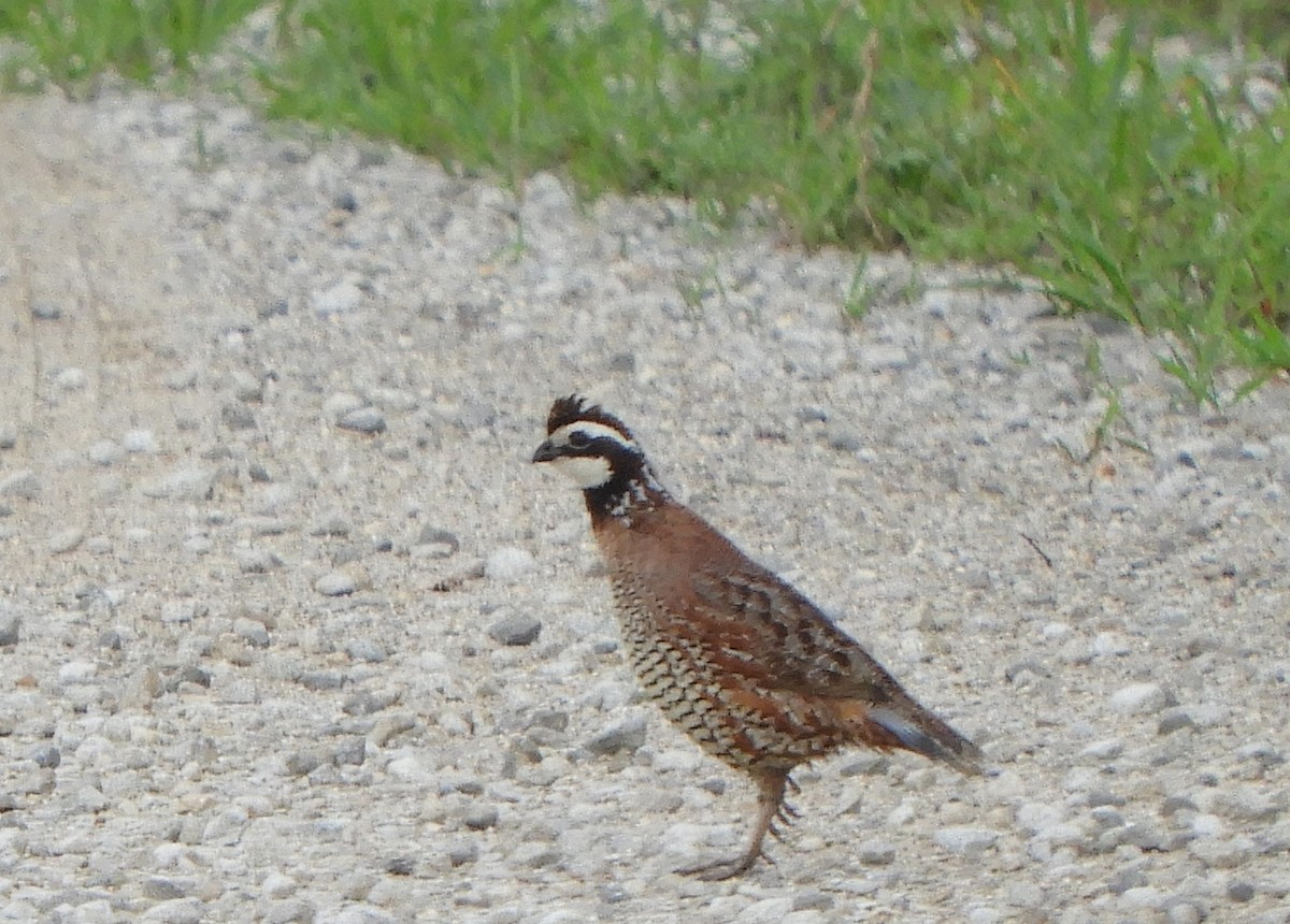 Northern Bobwhite - ML637739429