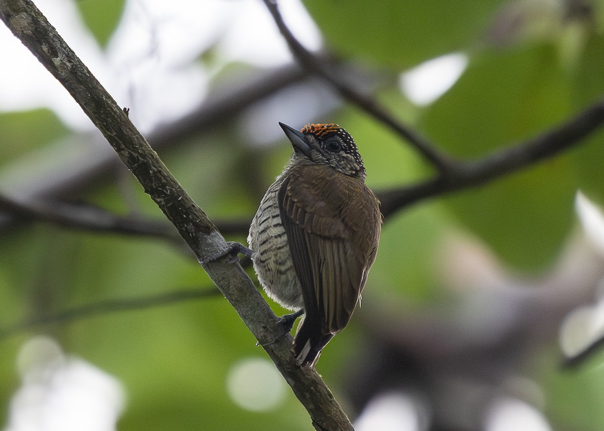 Lafresnaye's Piculet - ML637739445