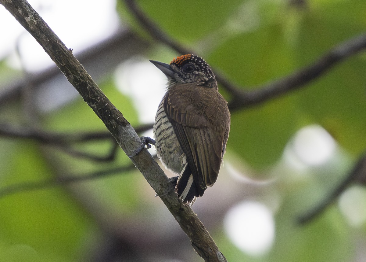 Lafresnaye's Piculet - ML637739446