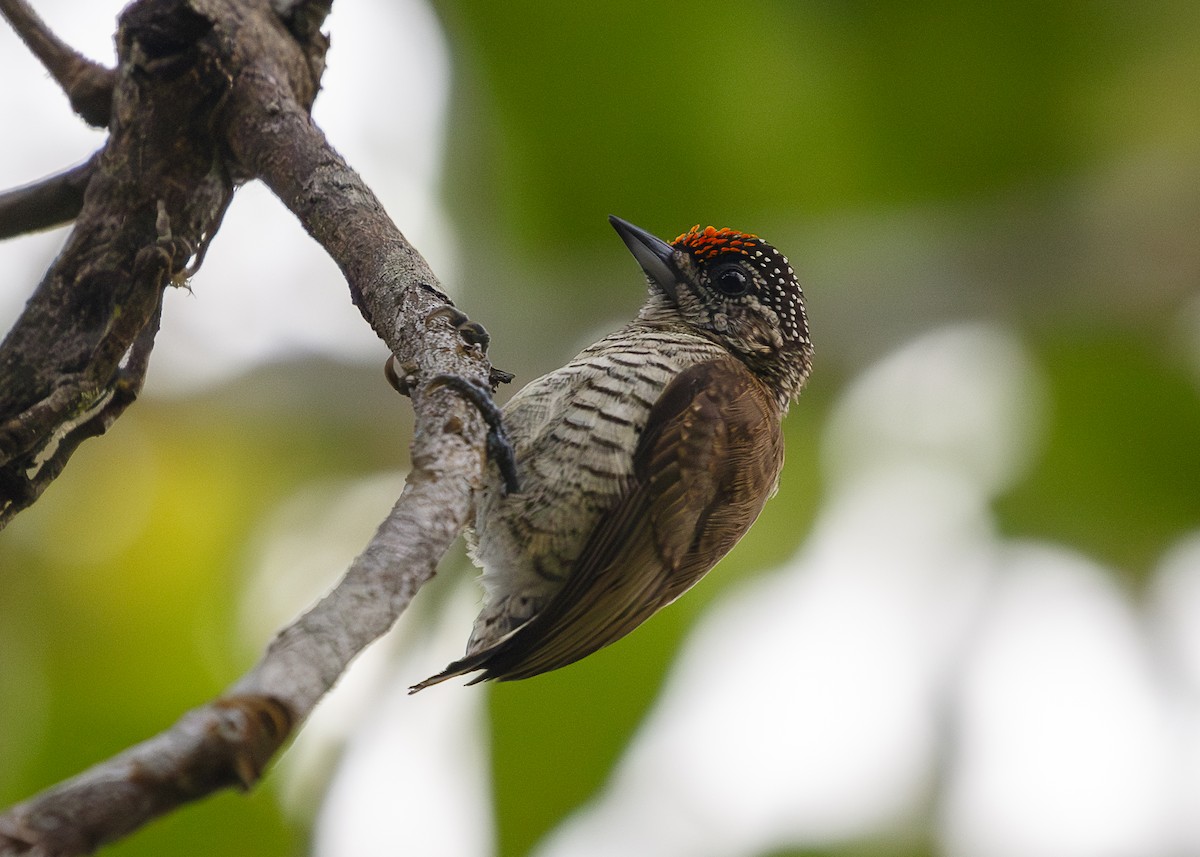 Lafresnaye's Piculet - ML637739447