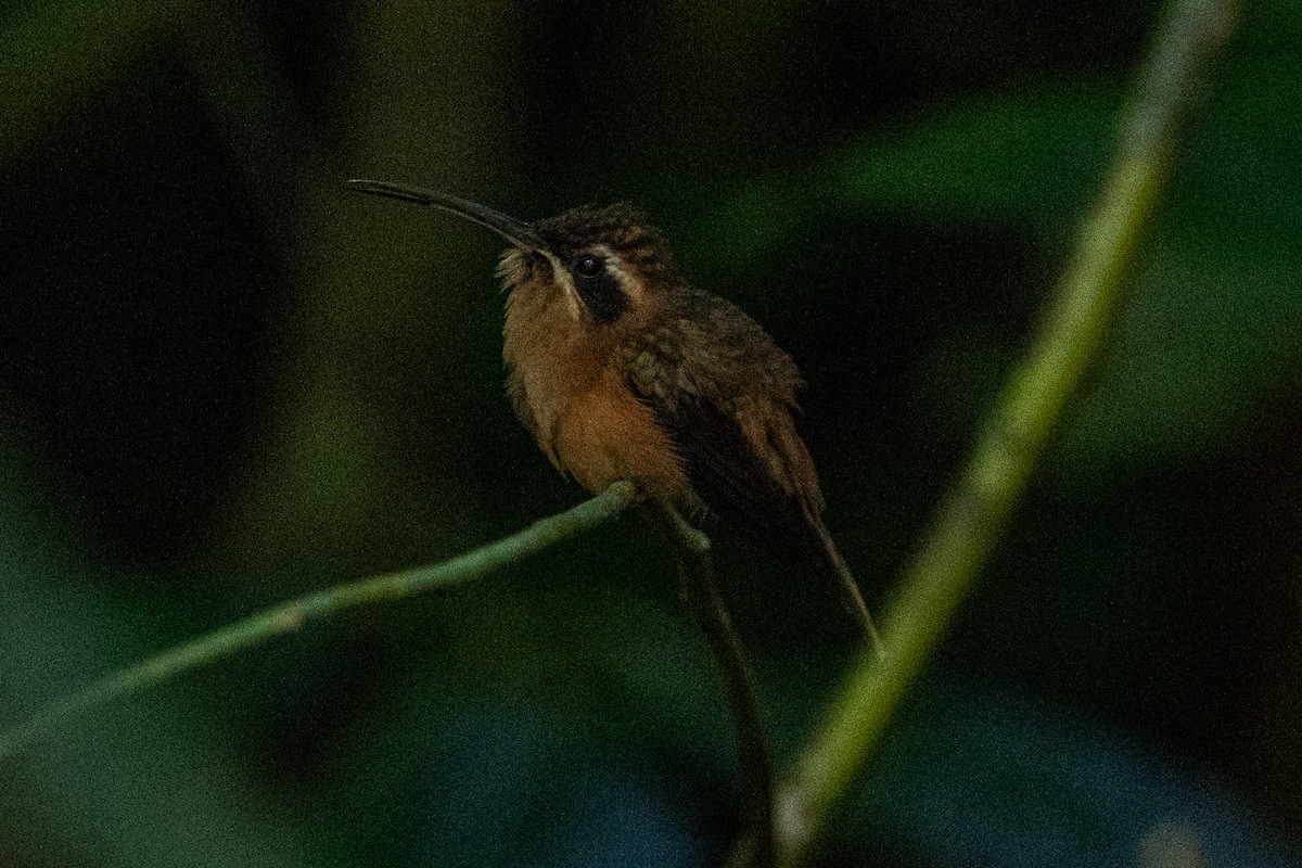 Stripe-throated Hermit - ML637739487