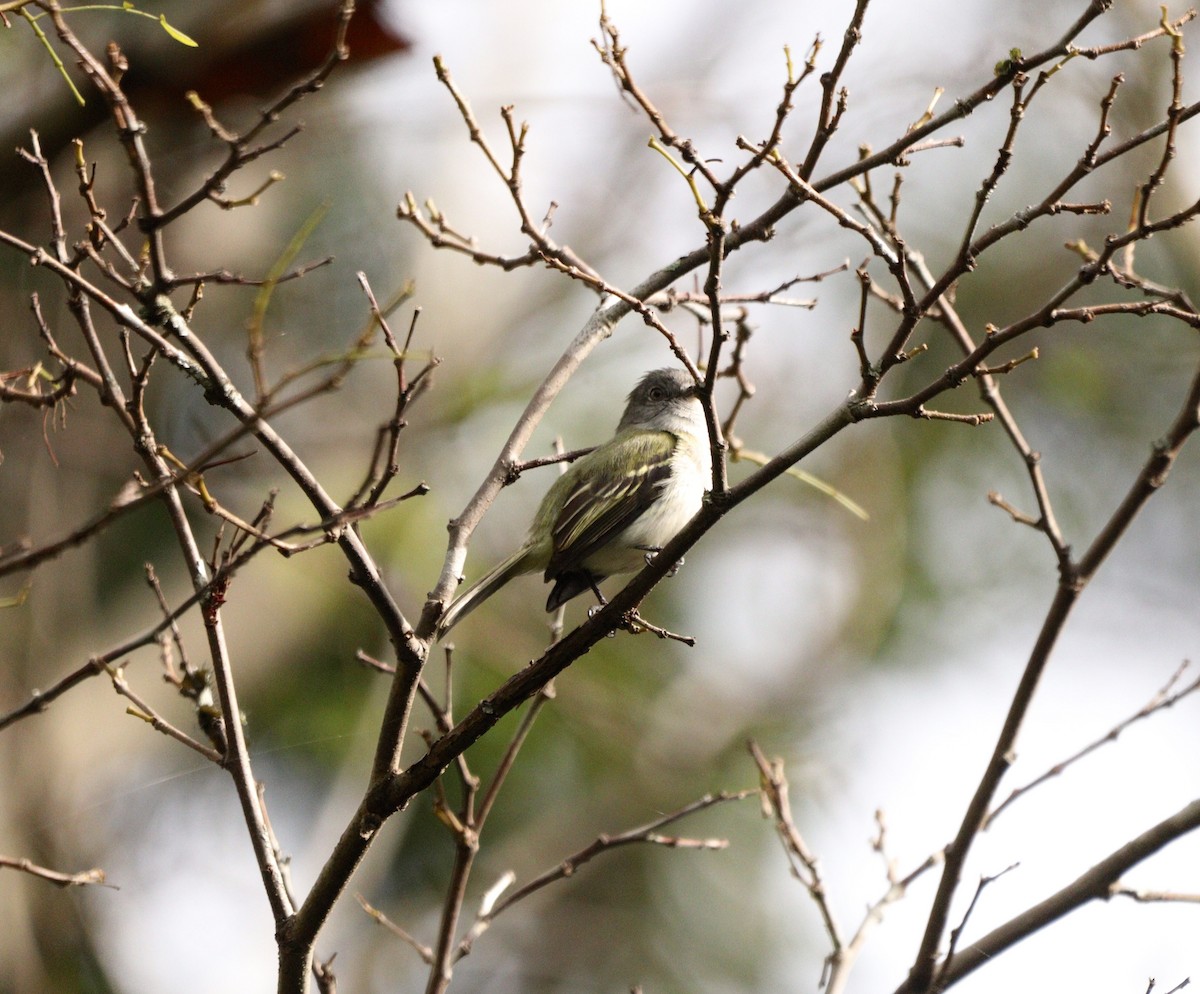 Gray-headed Elaenia - ML637739512