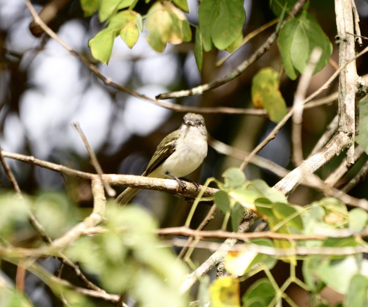 Gray-headed Elaenia - ML637739513