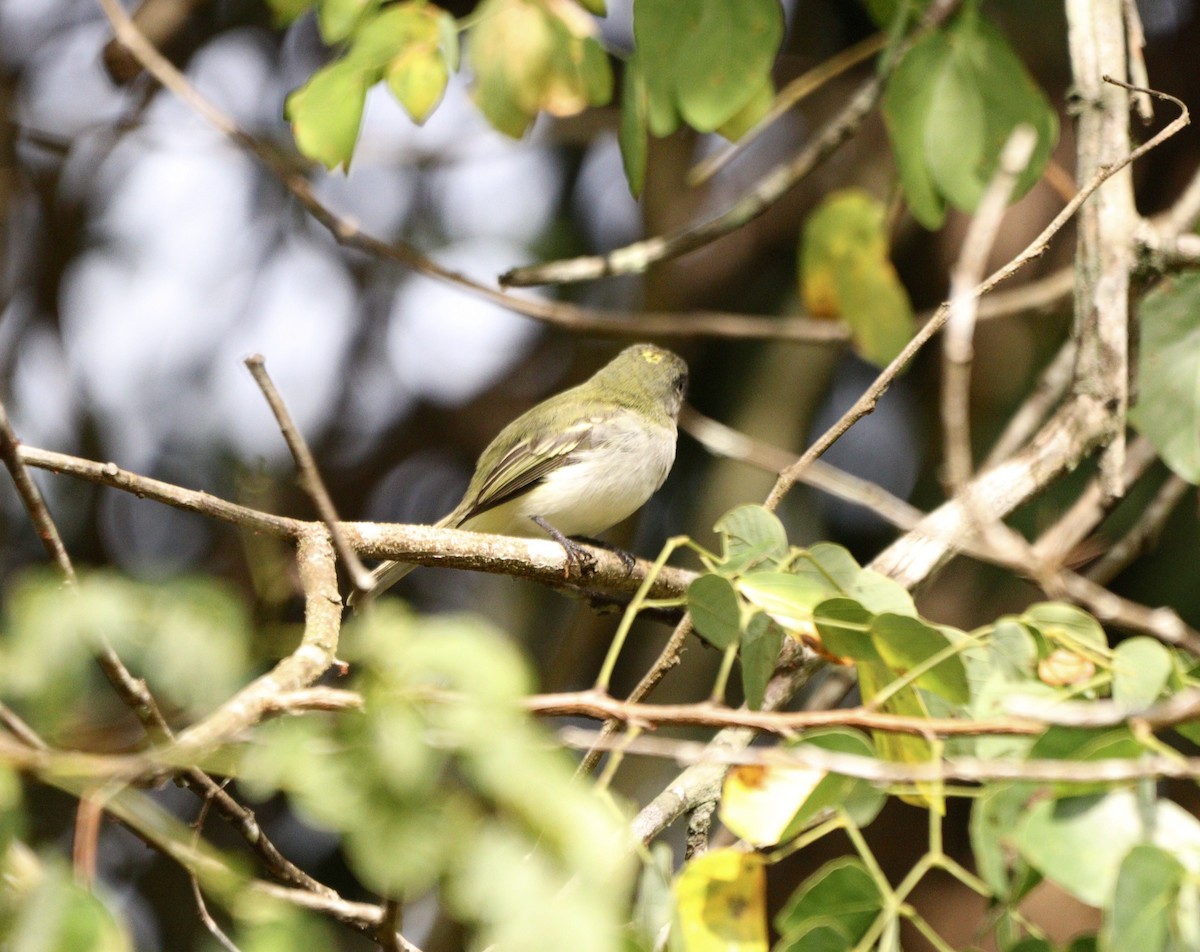 Gray-headed Elaenia - ML637739514