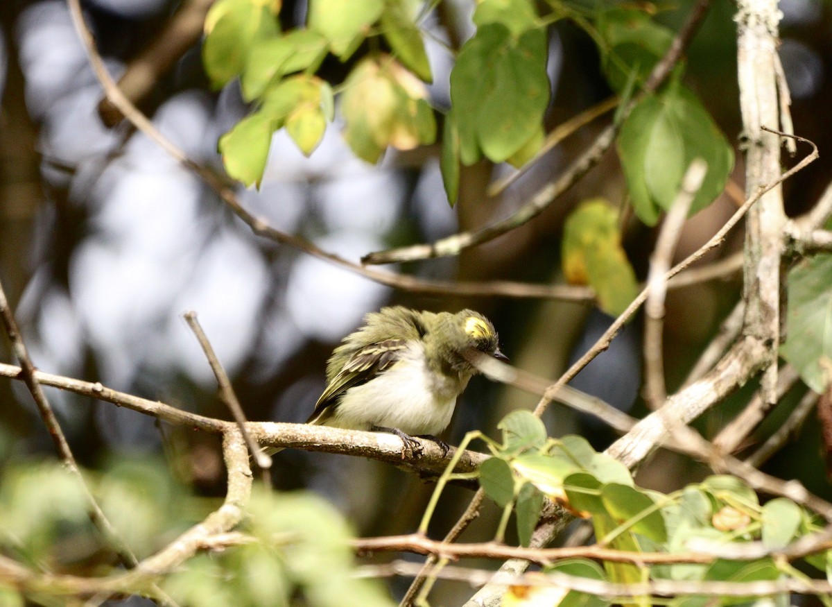 Gray-headed Elaenia - ML637739515