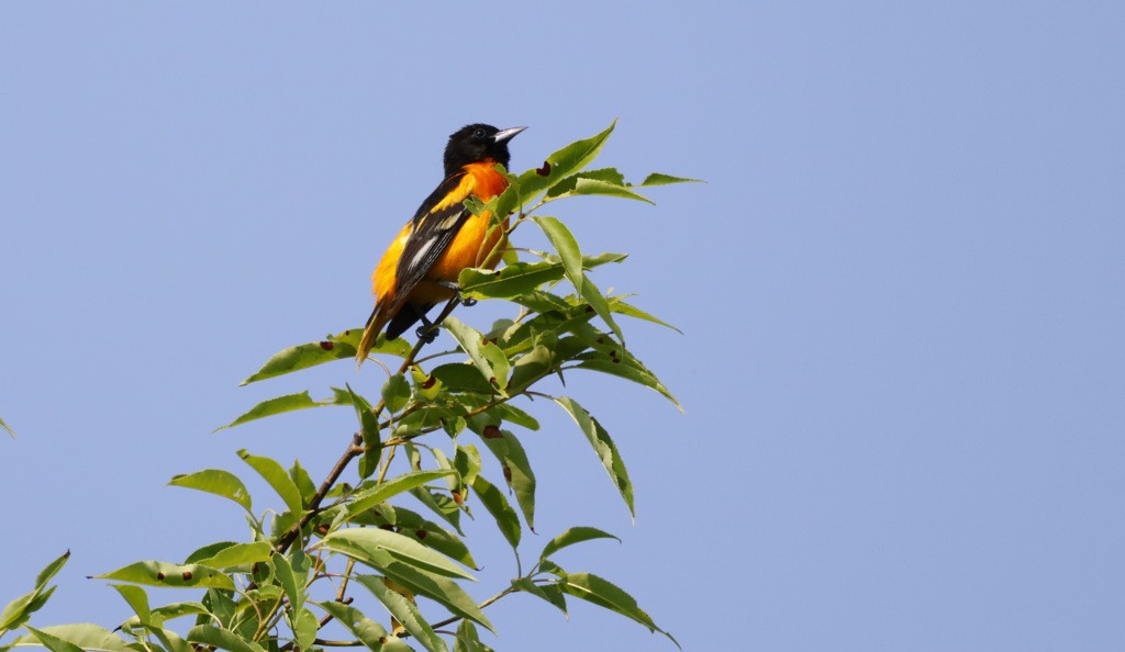 Oriole de Baltimore - ML637739520