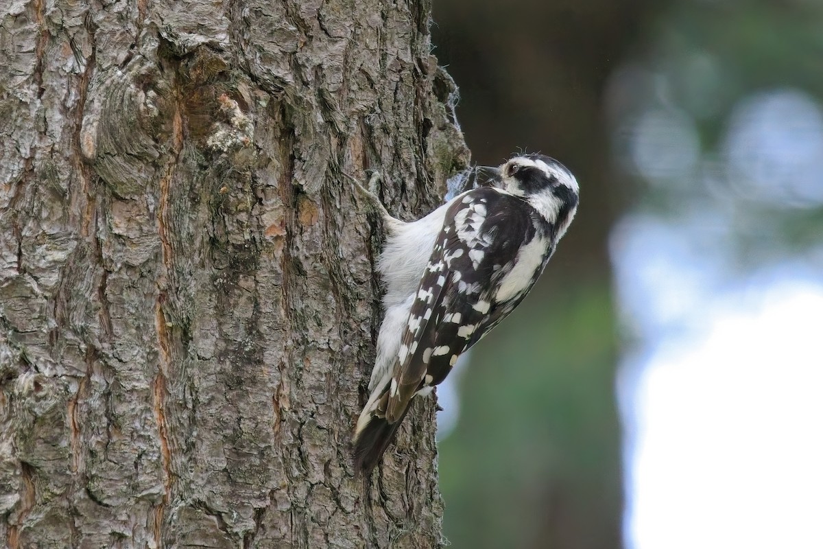 Downy Woodpecker - ML637739526