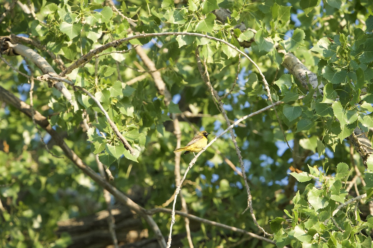Orchard Oriole - ML637739535