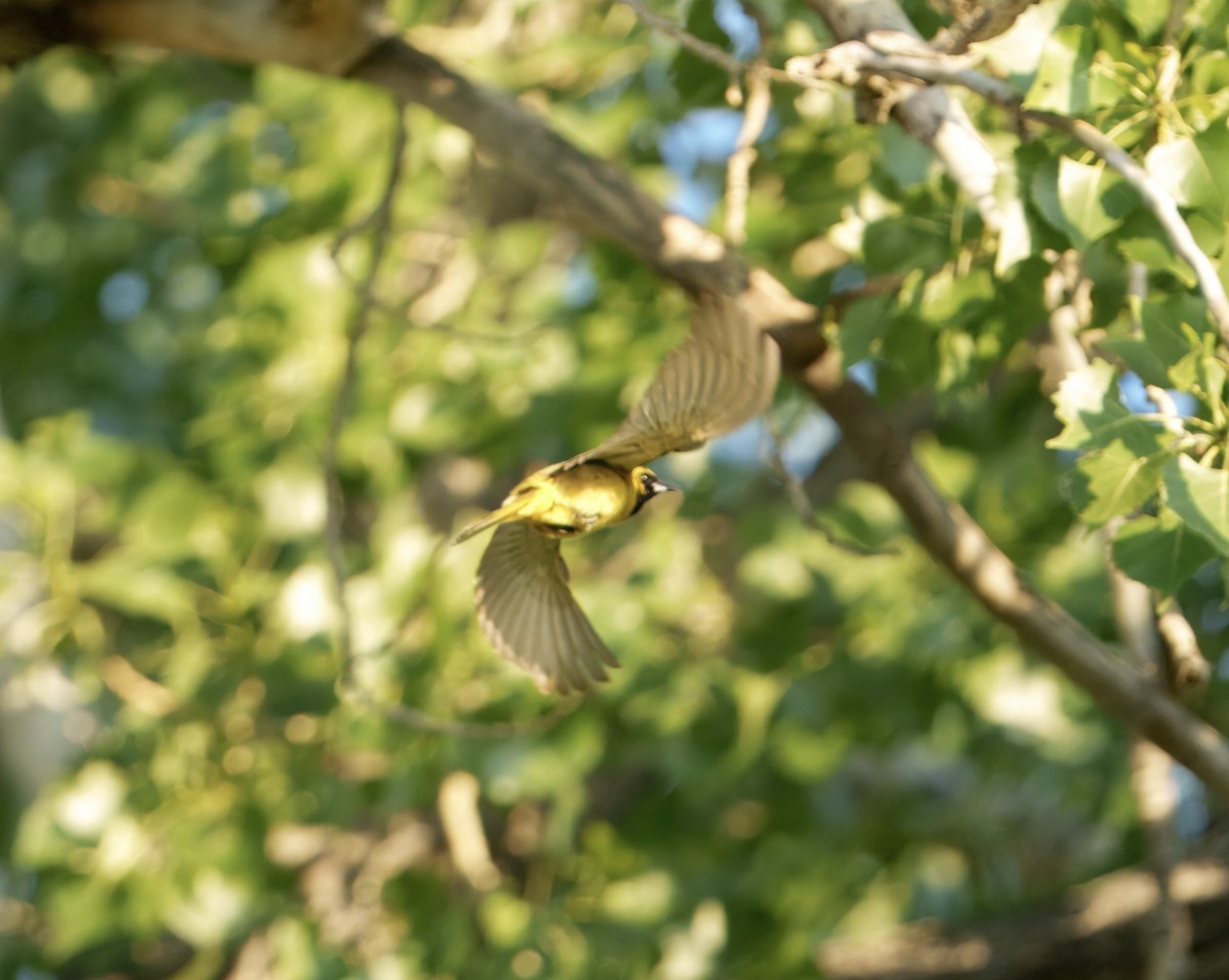 Orchard Oriole - ML637739536