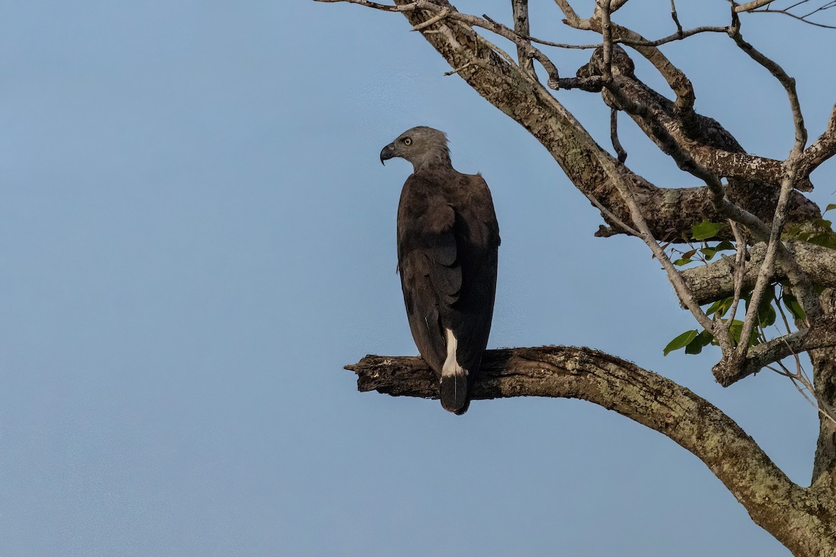 Gray-headed Fish-Eagle - ML637739537