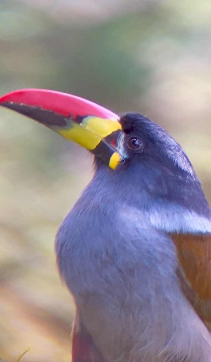 Gray-breasted Mountain-Toucan - ML637739553