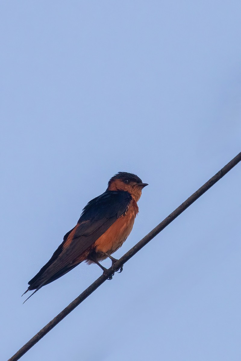 Sri Lanka Swallow - ML637739602