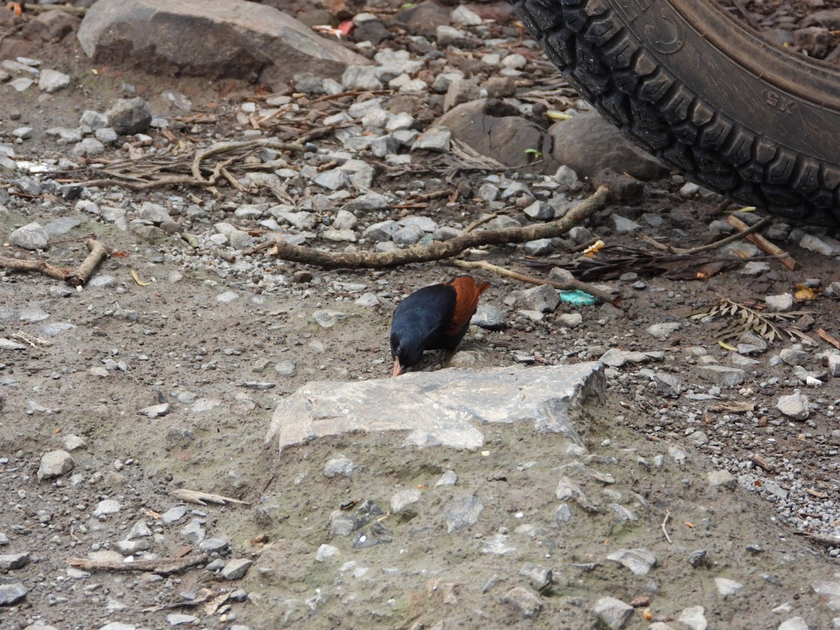 Crested Bunting - ML637739655