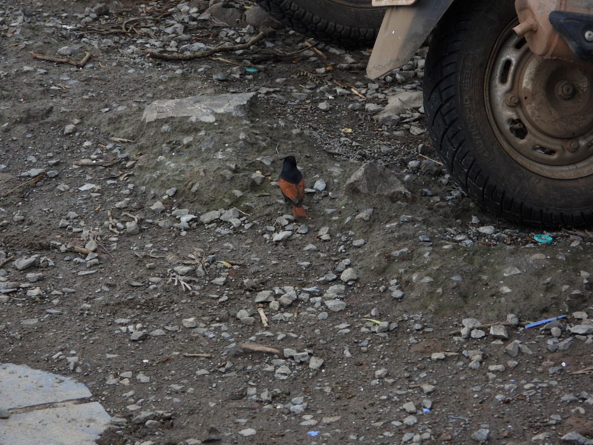 Crested Bunting - ML637739656