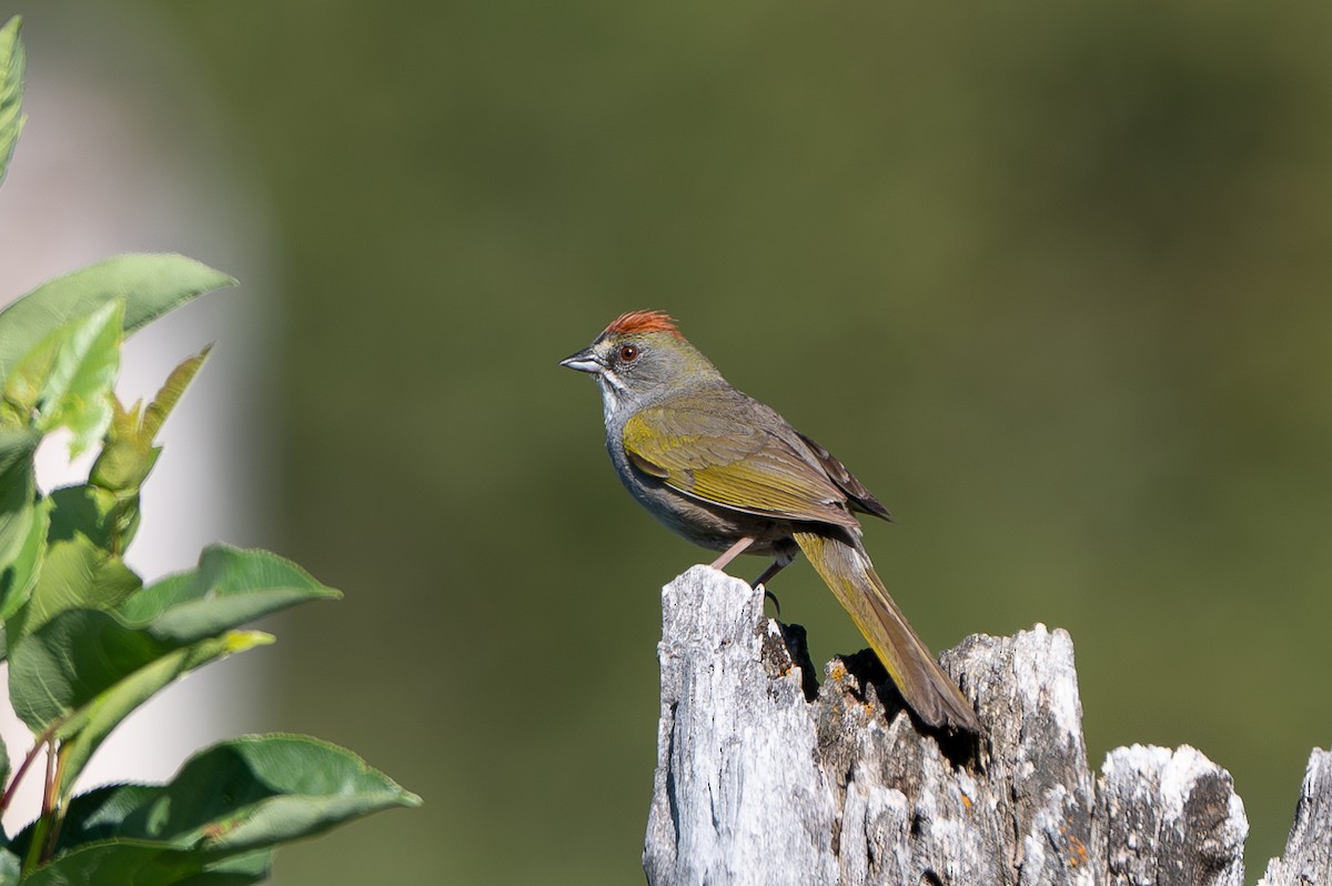 Green-tailed Towhee - ML637739721