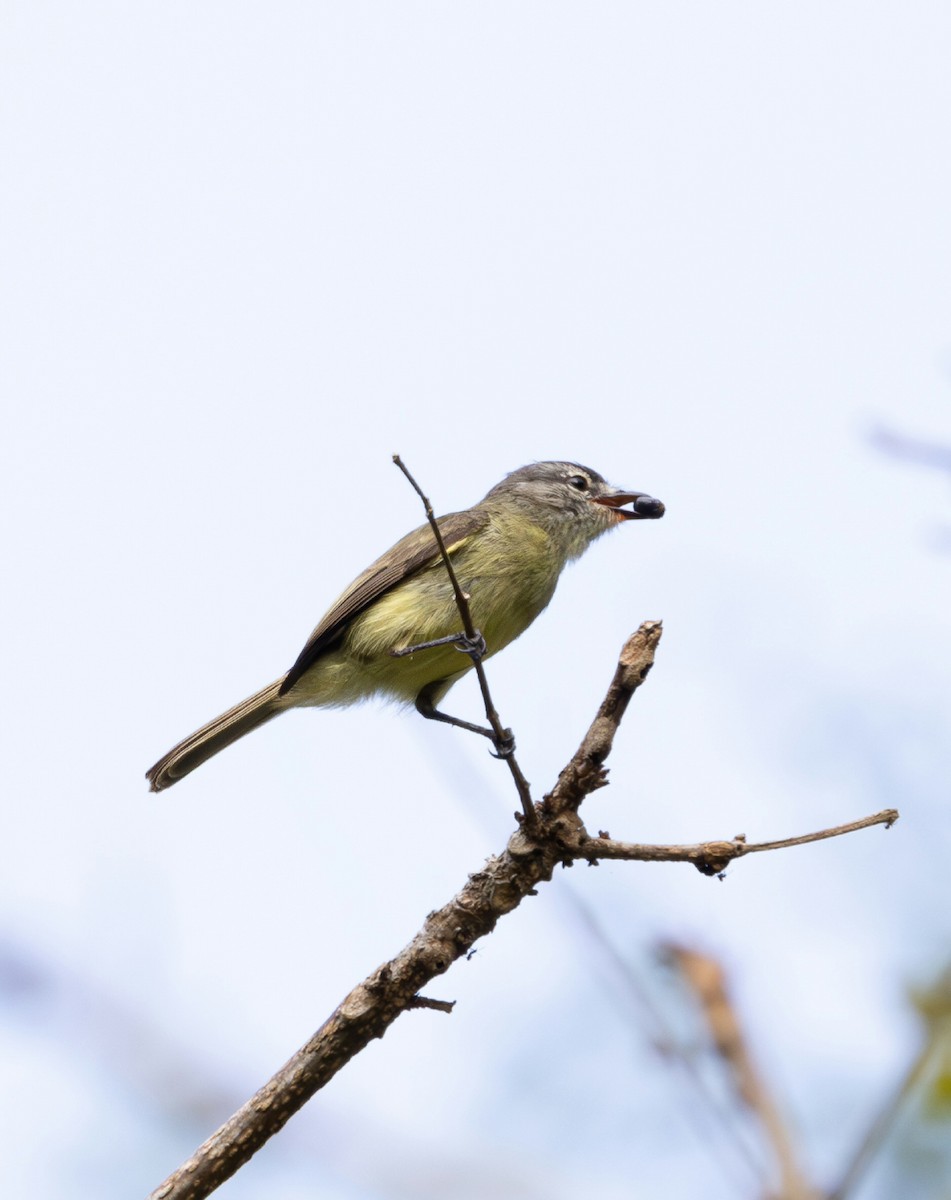 Rußkappen-Kleintyrann - ML637739725