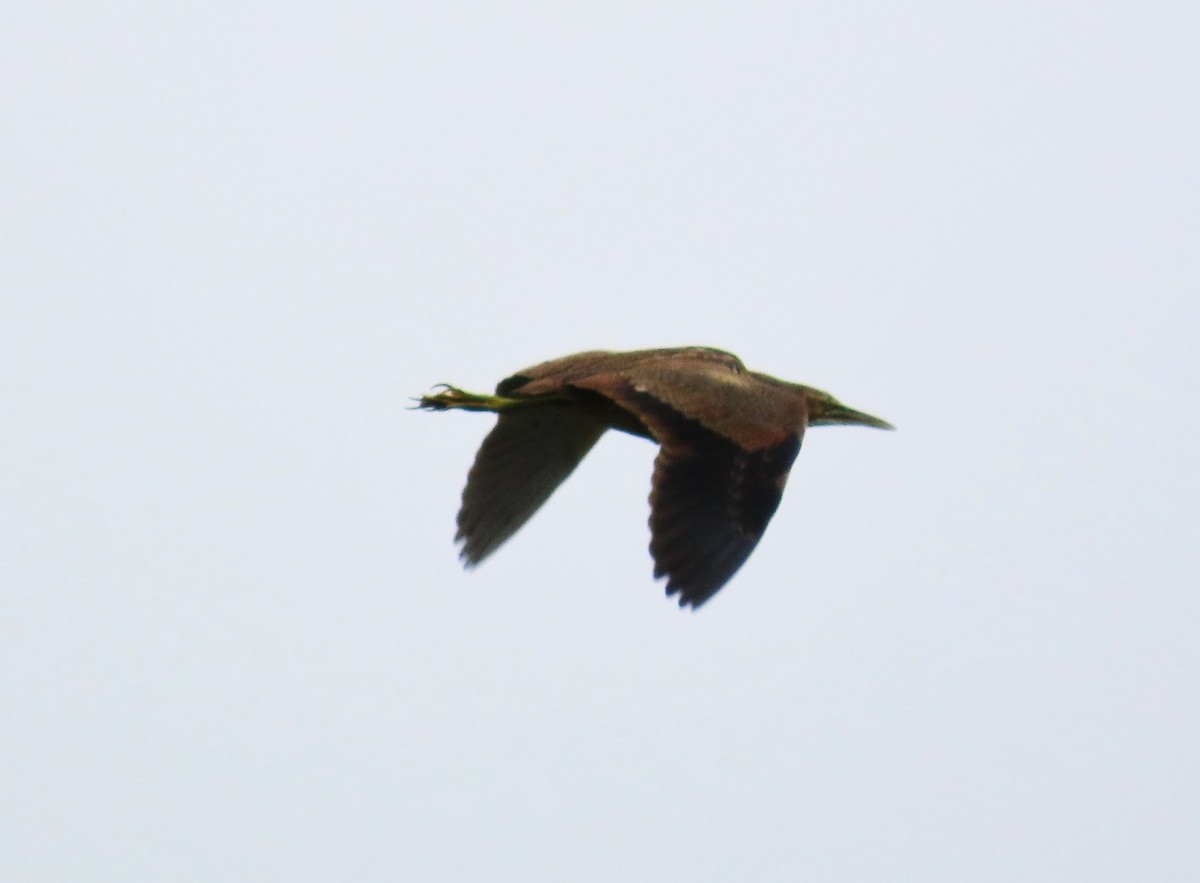 American Bittern - ML637739730