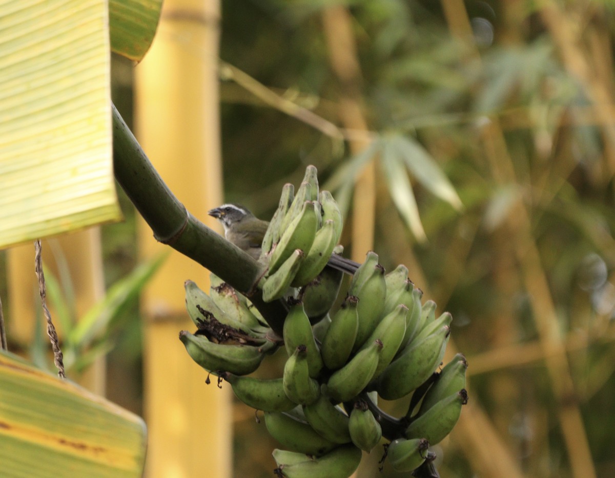 Green-winged Saltator - ML637739749